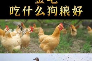 金毛犬七个月的饮食搭配与营养需求（合理搭配食物，满足金毛犬七个月的成长需求）