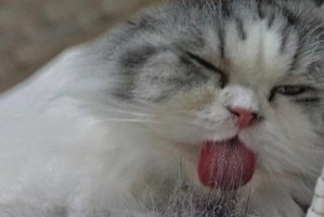猫咪肠梗阻症状全解析（了解猫咪肠梗阻的15个关键症状）