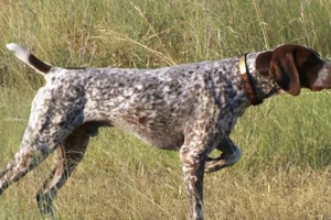 如何饲养德国刚毛指示犬（培养顺服、忠诚、勇敢的伴侣）