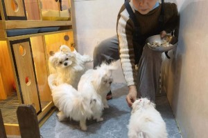 狗怀孕期间的饮食需注意（给孕狗提供适当的营养，让它们安全度过怀孕期）