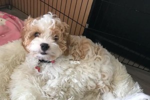 狗吃蓝莓后排便颜色变化及其原因（蓝莓与狗粪便的关联性及对狗健康的影响）