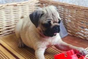 解决宠物以巴格犬拉肚子的方法（预防与治疗，如何保持宠物健康？）