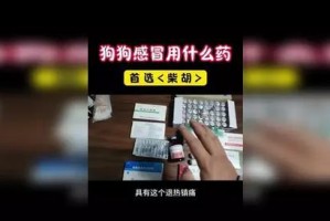 关于狗感冒喝什么的建议（狗感冒饮食指南及注意事项）