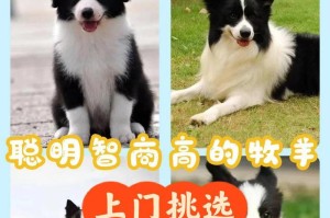 以三千多能买什么狗？（三千多元预算下选择适合你的狗品种）