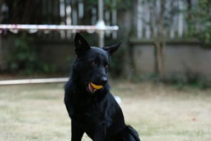 东德犬训练的科目选择（针对东德犬的训练科目及）