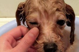 泰迪犬的趾甲修剪指南——如何替你的宠物进行正确的趾甲修剪