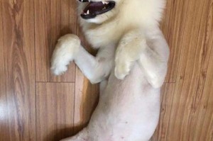 萨摩耶为什么喜欢咬我裤子？（探究萨摩耶狗独特咬裤子行为的原因与解决方法）