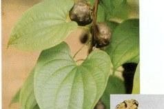 狗黄的神奇作用与功效（探秘狗黄的医学价值与药用特性）