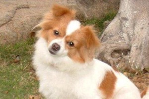 了解蝴蝶犬标准（以宠物为主，探索蝴蝶犬的特质和要求）