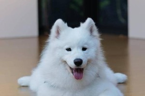 以萨摩耶为主题的优美图案（以萨摩耶为灵感的独特图案设计）