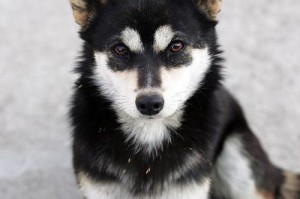 土狗为何会出现毛色变化？（探索土狗毛色变化原因及特征）