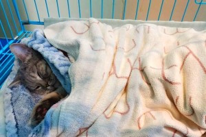 母猫准备迎接宝宝的重要事项（关注宝宝安全、舒适及健康的一切准备）