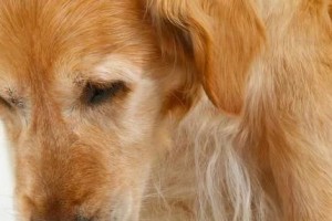 金毛犬放屁的原因及解决方法（宠物主人必看，教你解决犬儒臭气问题！）