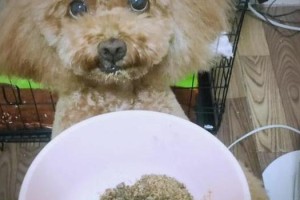 两个月大的泰迪犬能饿多久？（探究小狗狗的饮食需求和喂养频率）