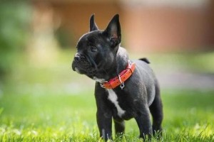 如何准确辨别比格犬？（掌握比格犬的特征和习性，轻松识别你的宠物）