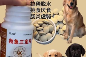 养狗必备的物品及注意事项（为宠物狗狗准备好一切，让它健康快乐成长）