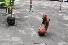 狗狗出行指南（从步行到乘坐私人飞机，探索狗狗们的出行方式）