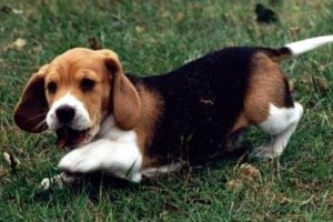 关注比格犬常见病（宠物的健康需要我们的关心）