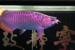 红龙喂养指南（探索红龙饮食的奥秘与技巧）