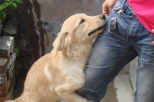狗狗为什么喜欢用前腿刨人？（探索狗狗刨人行为的原因和意义）