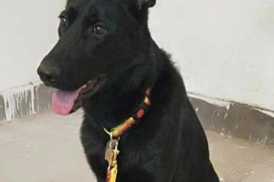 训练宠物马犬上厕所的秘诀（实用技巧，让宠物自然而然地掌握如厕规律）
