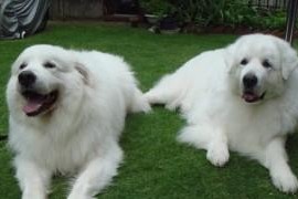 春天饲养大白熊犬必知的15个要点（打造健康快乐的宠物生活）