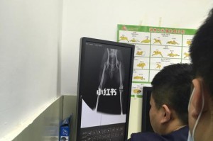 泰迪髌骨外翻（了解泰迪髌骨外翻的常见症状，探索有效的治疗方法以及预防措施）