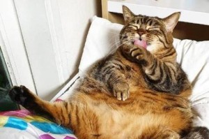 猫不拉屎的原因及解决方法（探究猫咪为什么会出现便秘问题，以及如何有效解决）