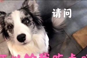 买了一个小狗的喜悦（它的陪伴让生活更加充实）