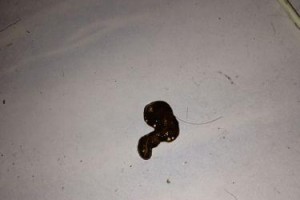 泰迪剖腹产后多久有大便？（探究泰迪剖腹产后排便时间及注意事项）