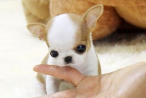 怎么养吉娃娃？（以日常照顾为主，让宠物健康快乐生活。）