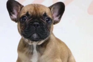 揭秘红牛犬——活力四溢的工作犬（一窥红牛犬的品种特点和训练应用）