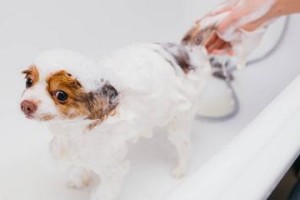 如何在家为宠物狗洗澡（15个步骤让你的狗狗洗得干净舒适）