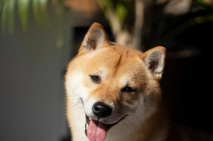狗的舌头为什么会有黑点？（探秘狗的舌头黑点的原因及意义）