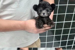 泰迪犬疫苗与驱虫药间隔期的合理安排（宠物泰迪的健康保障，从疫苗和驱虫开始）