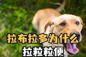 狗狗饮食后多久带出去拉？（探究狗狗饮食后的排便时间）