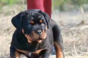 罗威纳犬（了解罗威纳犬的性格特点和培养要点）