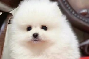 博美犬的价格调查（了解博美犬的市场价格及相关因素）