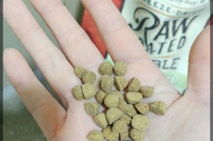 如何选择适合博美狗狗的优质狗粮（了解博美狗狗的食物需求，为其选择最佳营养品）