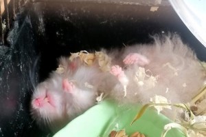 仓鼠笼子的选择与搭建（为宠物仓鼠提供舒适的家园，了解笼子的关键要素）