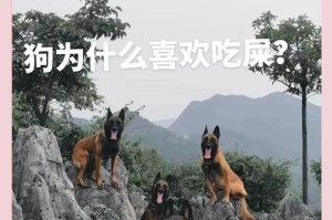 狗狗吃屎的原因和解决办法（探究狗狗吃屎的动机和如何纠正这一行为）