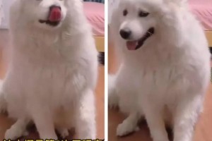为什么萨摩耶会咬我的脚？（探究萨摩耶咬脚的原因及应对方法）