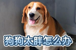狗狗长胖的最佳饮食（掌握关键饮食，助你的宠物犬健康成长）