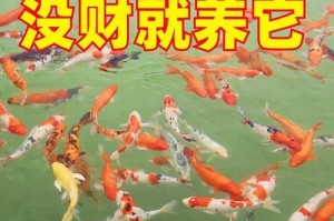 选择适合养殖的锦鲤品种（探寻适合初学者的锦鲤品种及养殖技巧）