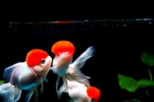 以蛋种金鱼的繁育和日常饲养措施分享（金鱼养殖技巧与注意事项，打造健康快乐的金鱼家园）