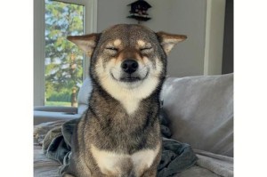 胡麻柴犬（探秘胡麻柴犬的历史、特点与魅力）