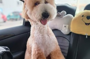 选择适合贵宾犬的洗澡产品的重要性（探索贵宾犬洗澡用什么洗，）