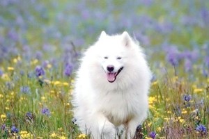 盘点几种粘人的巨型狗狗，善良宠物的无与伦比魅力（体型庞大、性格温和，这些狗狗让你难以抗拒）
