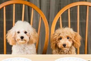 泰迪犬挑食解决方法（如何让泰迪犬爱上饭菜）
