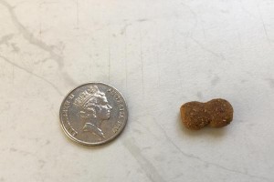 以泰迪狗顿的营养补充秘诀大揭秘（掌握关键营养素，让你的泰迪宠物更健康）